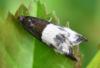 Notocelia cynosbatella
